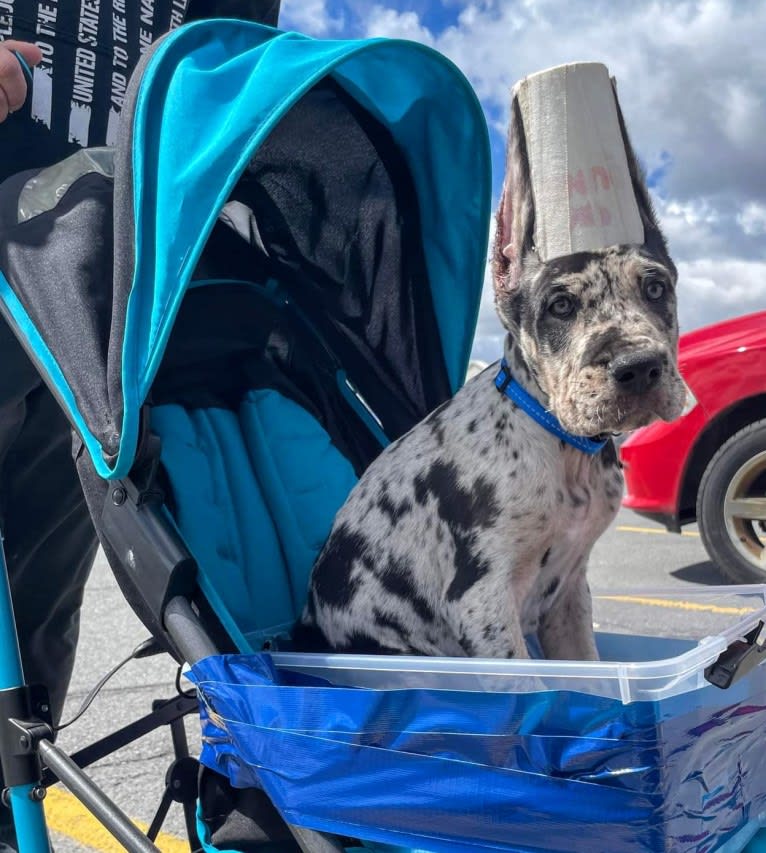 Baron, a Great Dane tested with EmbarkVet.com