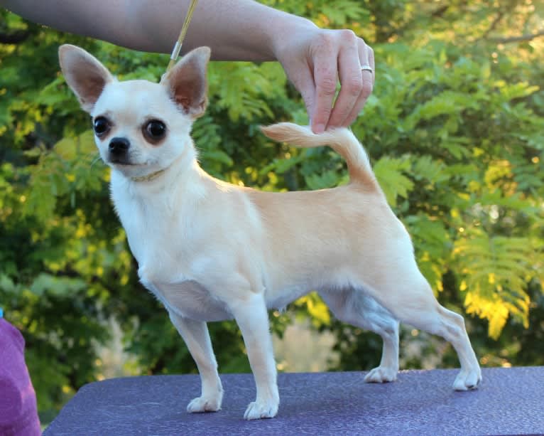 Goody, a Chihuahua tested with EmbarkVet.com