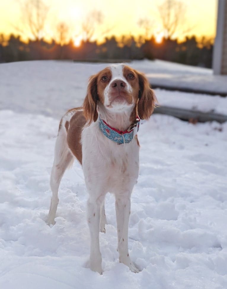 Oliver, a Brittany tested with EmbarkVet.com