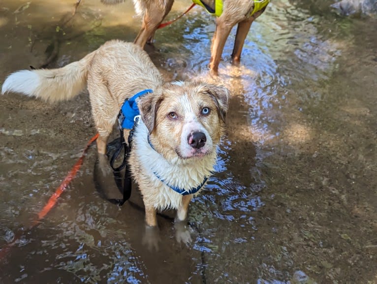 Archie, an Australian Shepherd and Jindo mix tested with EmbarkVet.com