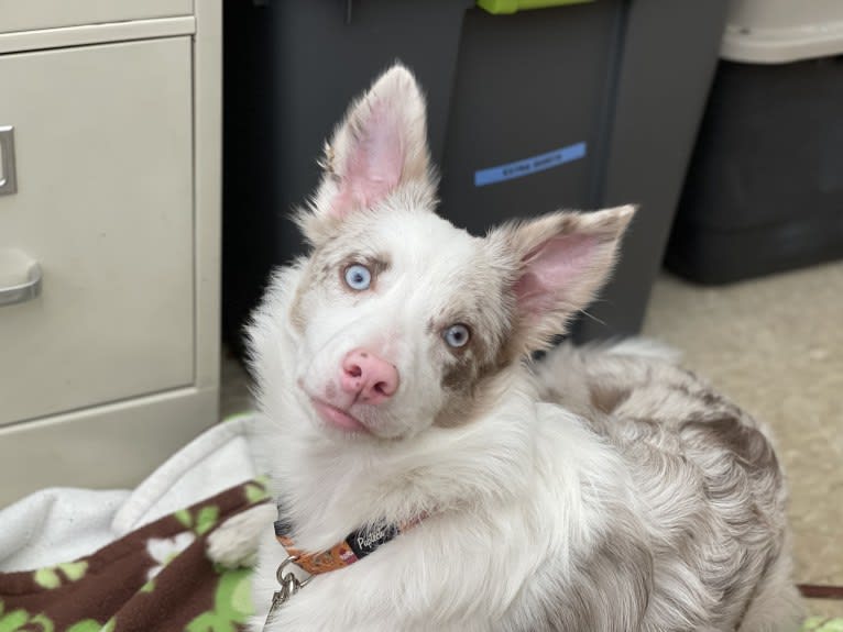 Viva, a Border Collie tested with EmbarkVet.com