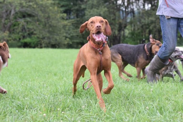 Deacon, a Vizsla tested with EmbarkVet.com