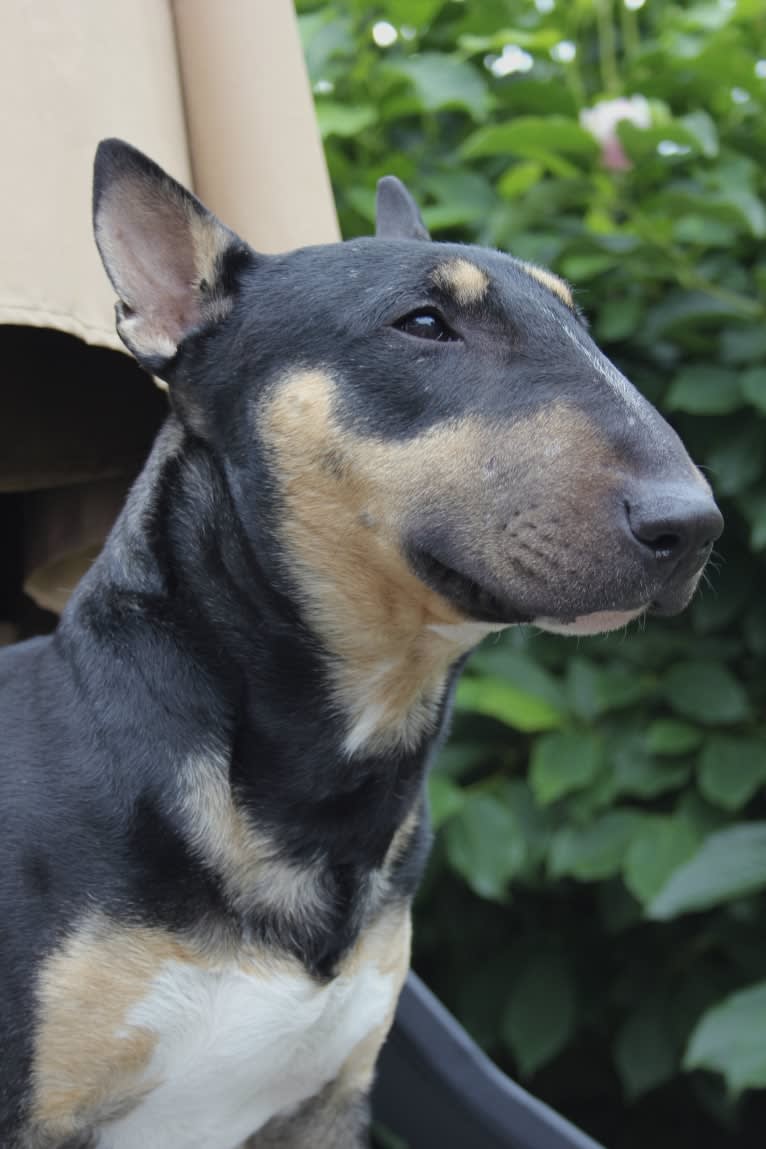 Saber, a Miniature Bull Terrier tested with EmbarkVet.com