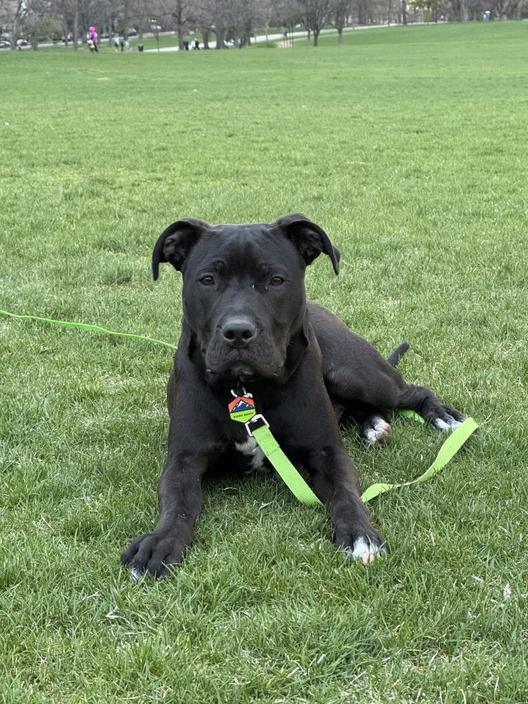 Bamm-Bamm, an American Pit Bull Terrier tested with EmbarkVet.com