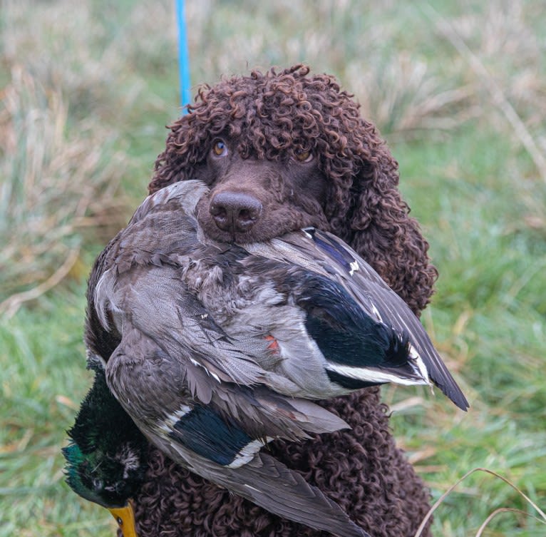 Splieny, an Irish Water Spaniel tested with EmbarkVet.com