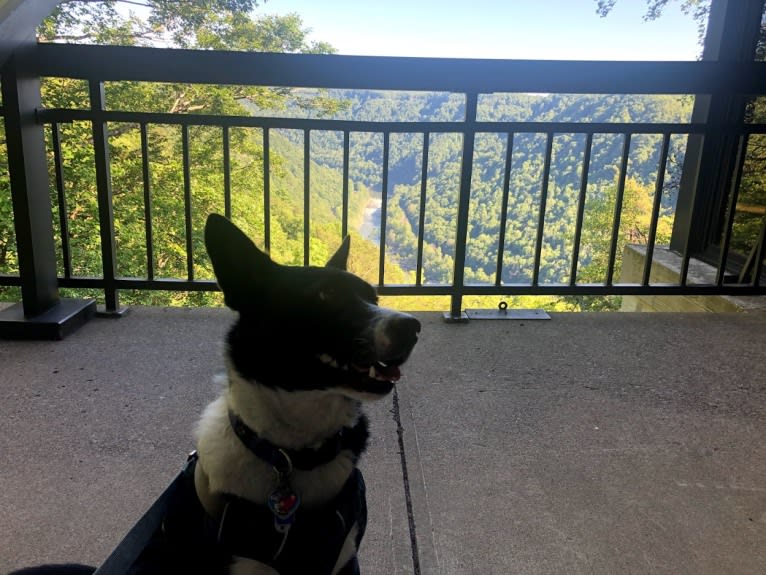 Newt, an Australian Cattle Dog and Border Collie mix tested with EmbarkVet.com