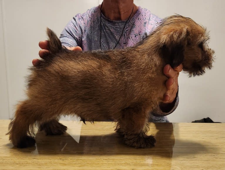 "Sam", a Norfolk Terrier tested with EmbarkVet.com