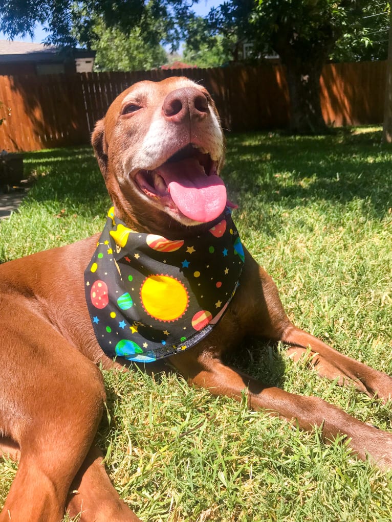 Tucker, a Catahoula Leopard Dog and American Pit Bull Terrier mix tested with EmbarkVet.com