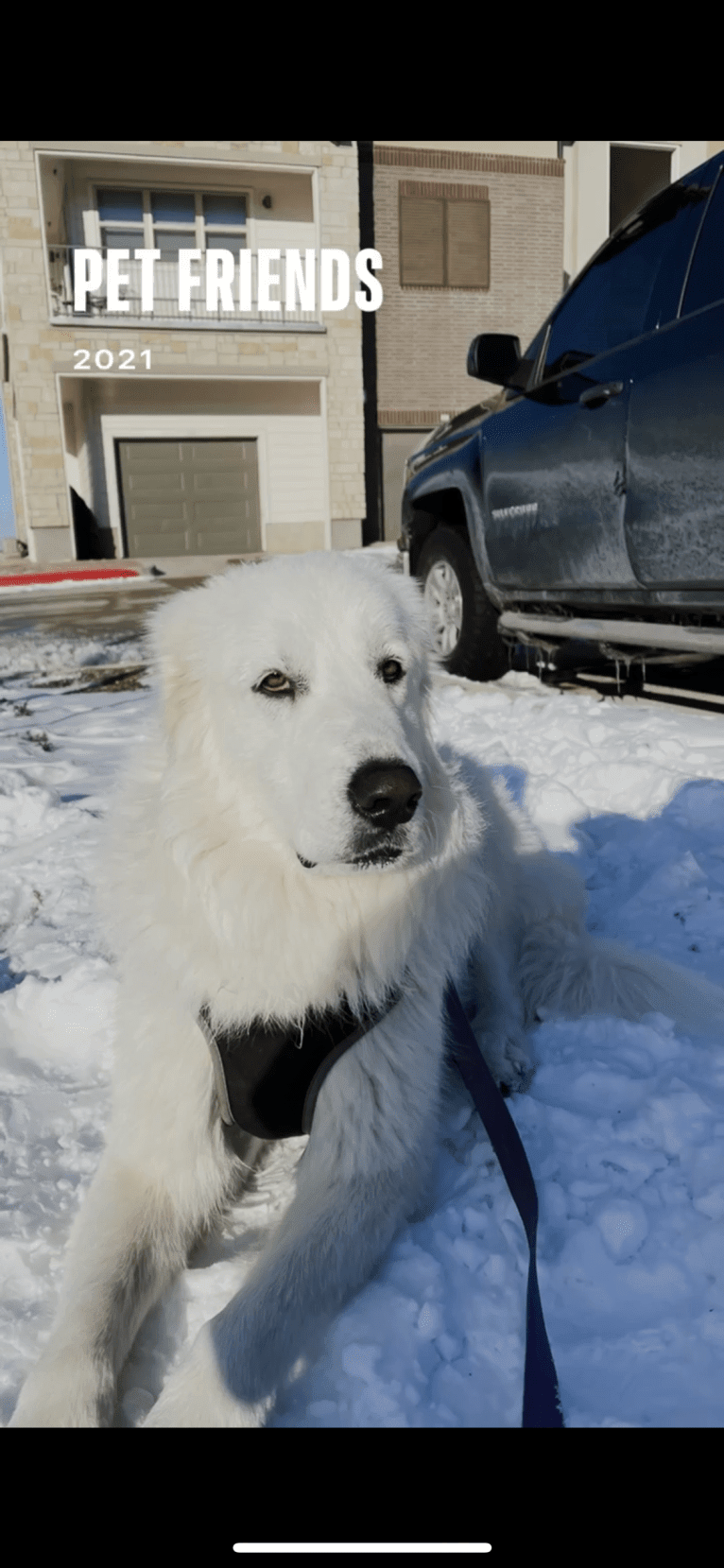 Looney “Chik’in Mini Bandit” Bear, a Great Pyrenees tested with EmbarkVet.com