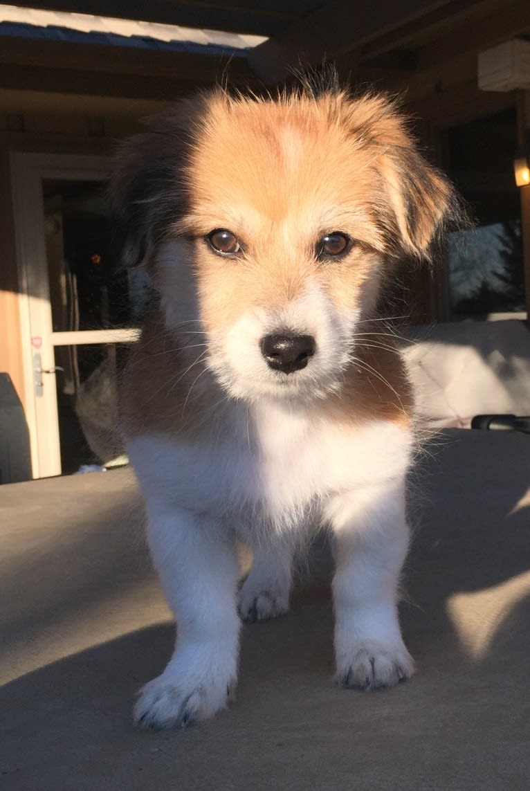 Winham’s Cowboy Cody of Cowgirl Cotons, a Coton de Tulear tested with EmbarkVet.com