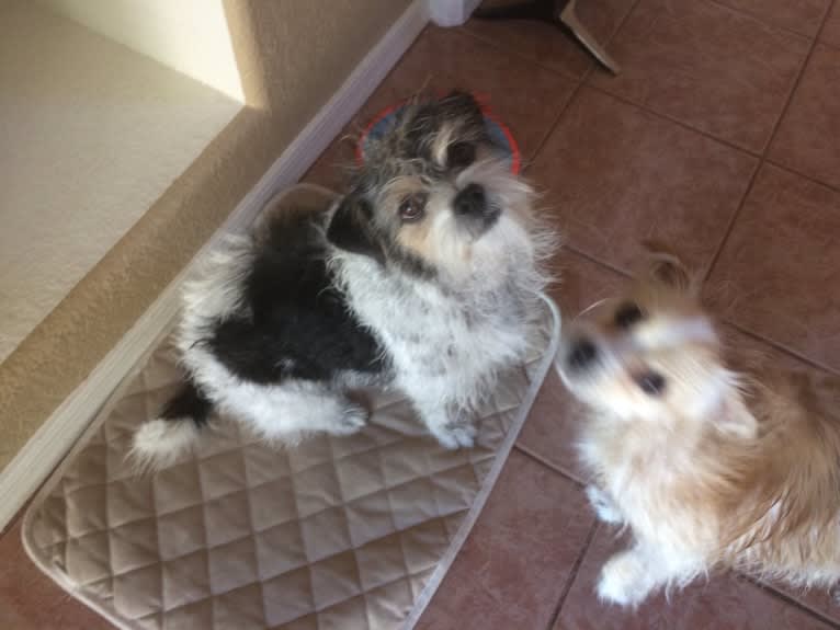 Riley, a Pekingese and Chihuahua mix tested with EmbarkVet.com