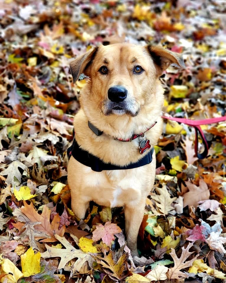 Buddy, an Alaskan Malamute and American Pit Bull Terrier mix tested with EmbarkVet.com