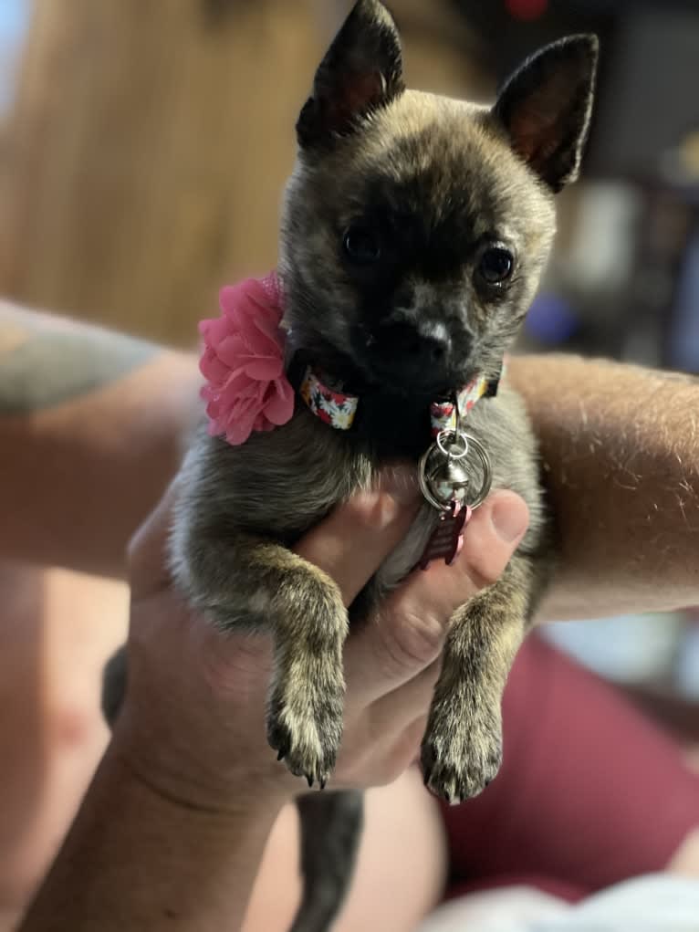 Harley Quinn Peacock, a Pomchi (12.0% unresolved) tested with EmbarkVet.com
