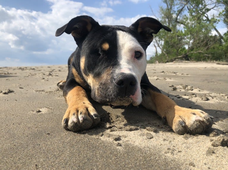 Hazel, a Bulldog and American Pit Bull Terrier mix tested with EmbarkVet.com