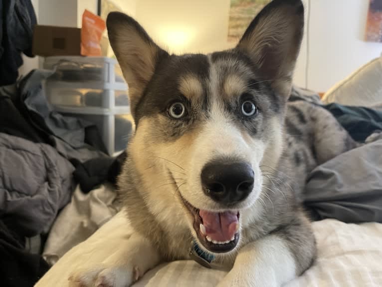 Brooks K. Crowley, a Siberian Husky and Pembroke Welsh Corgi mix tested with EmbarkVet.com