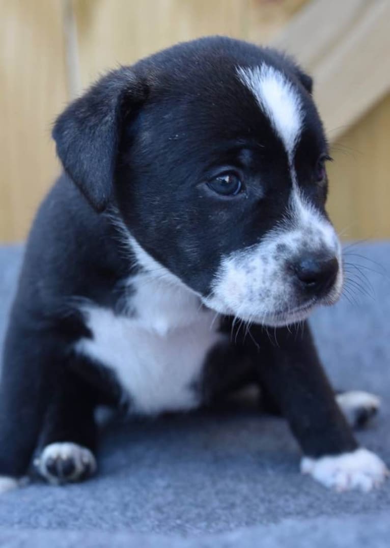 Vivie, an American Pit Bull Terrier and Labrador Retriever mix tested with EmbarkVet.com