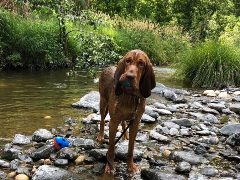 Willa, a Bloodhound tested with EmbarkVet.com