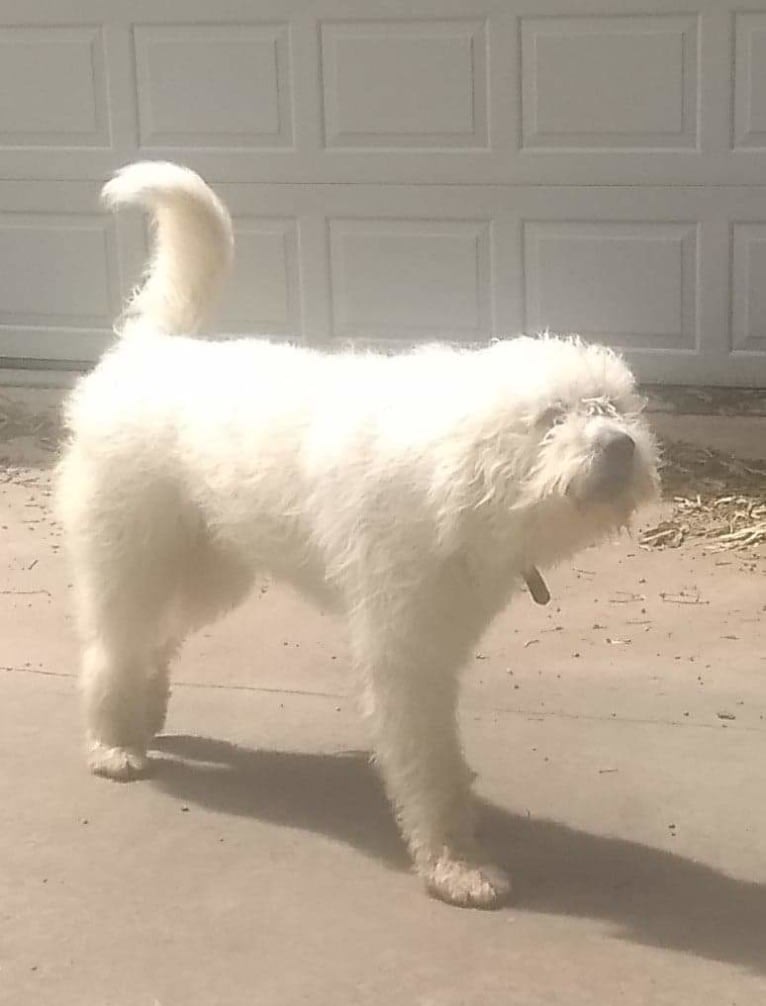 Rooster, a Great Pyrenees and Komondor mix tested with EmbarkVet.com