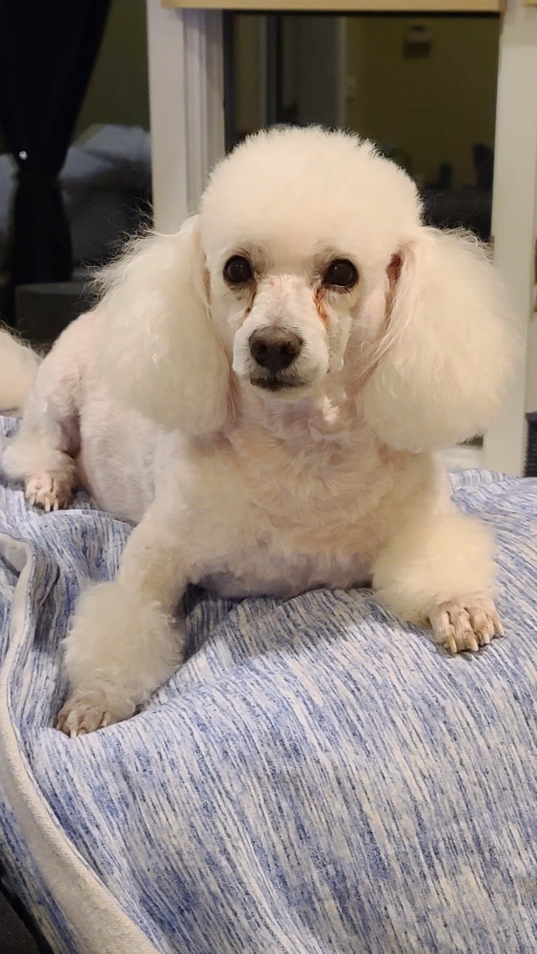 Lilo, a Poodle (Small) tested with EmbarkVet.com