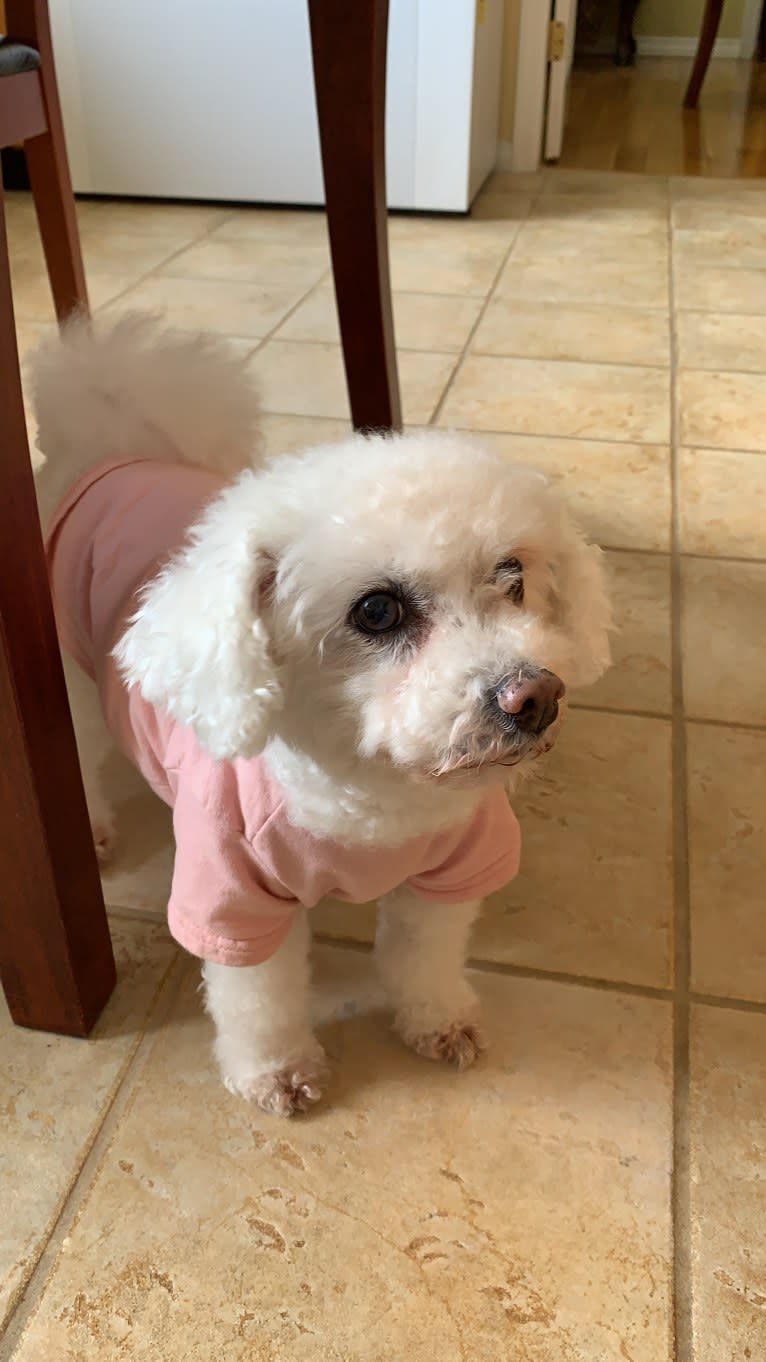 Sugar, a Bichon Frise tested with EmbarkVet.com