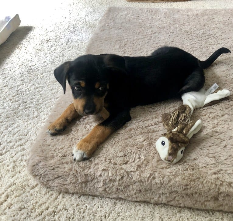 Miley, a Mountain Cur and Siberian Husky mix tested with EmbarkVet.com