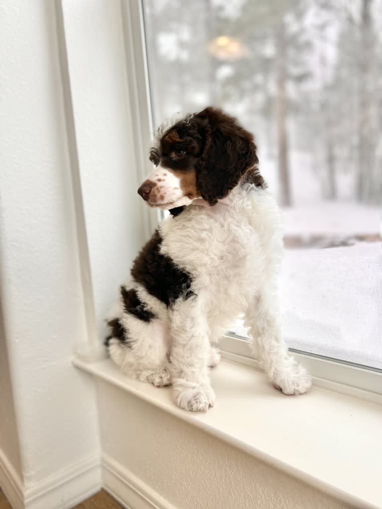 Swayze, a Poodle (Standard) tested with EmbarkVet.com