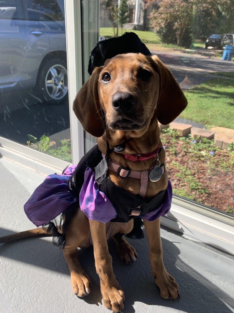 Julie, a Redbone Coonhound and Plott mix tested with EmbarkVet.com