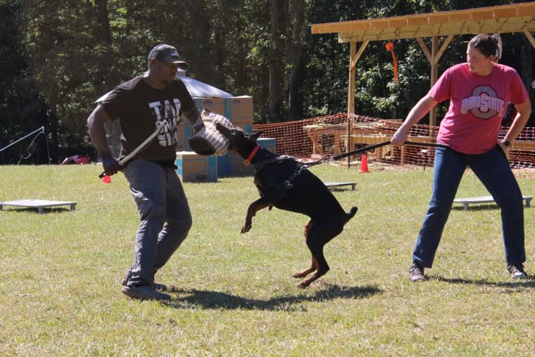 Duke, a Doberman Pinscher tested with EmbarkVet.com