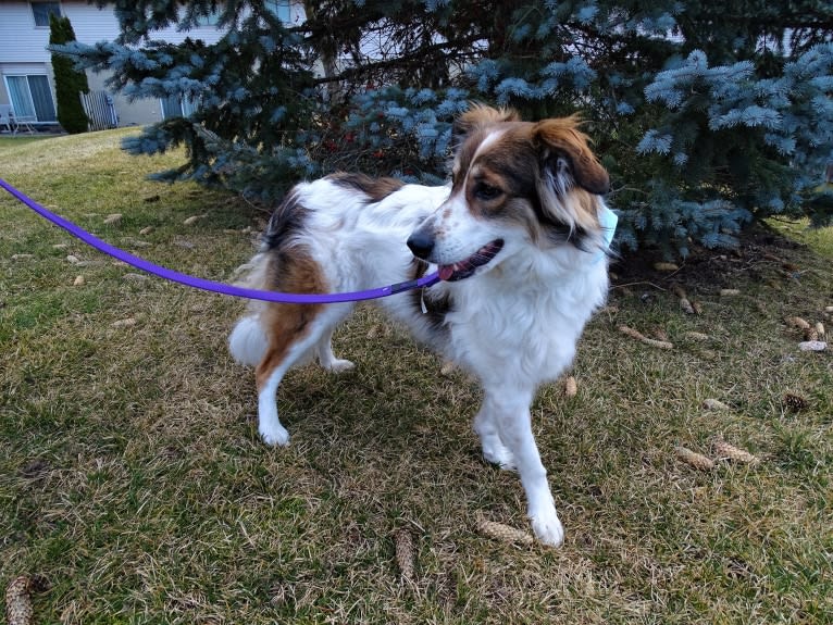 Zoey, a Border Collie and Maremma Sheepdog mix tested with EmbarkVet.com