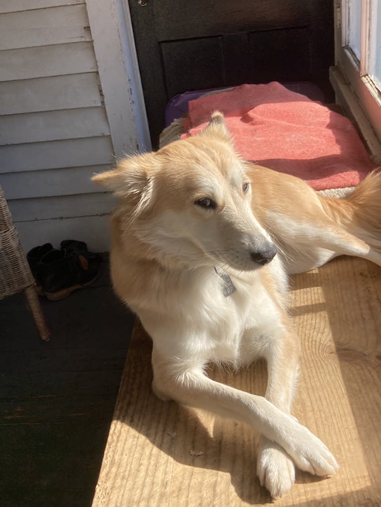 Ashna, a South Asian Village Dog tested with EmbarkVet.com