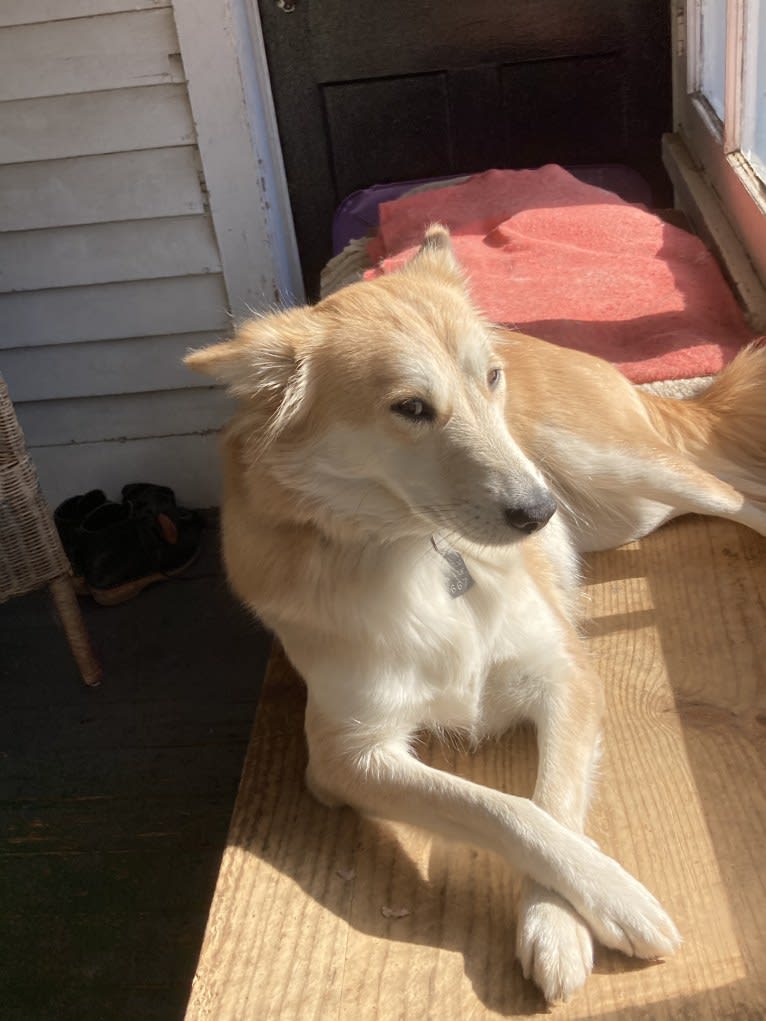 Ashna, a South Asian Village Dog tested with EmbarkVet.com