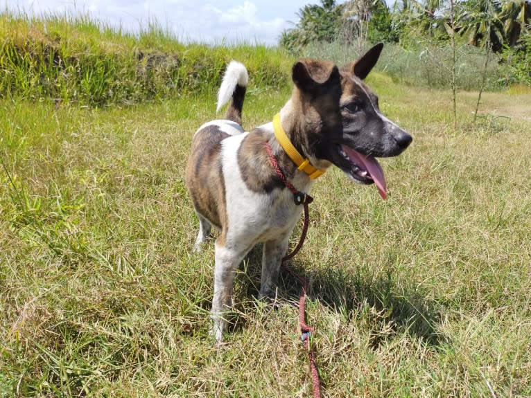 Bodhi, a Southeast Asian Village Dog tested with EmbarkVet.com