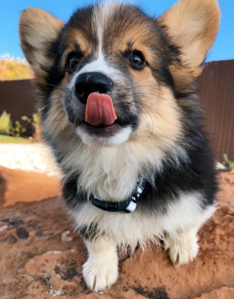 Chief, a Pembroke Welsh Corgi tested with EmbarkVet.com