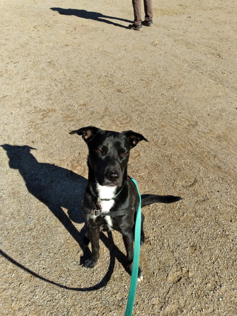 Egon The Grifter, an American Pit Bull Terrier and American Bully mix tested with EmbarkVet.com