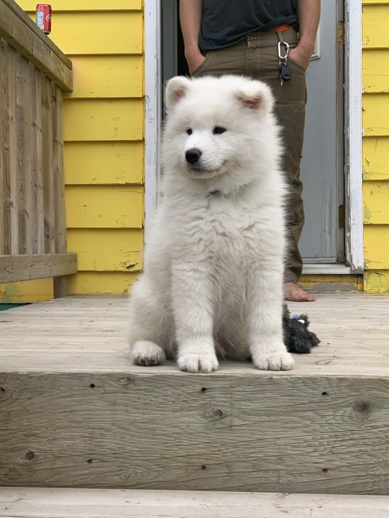 Sprout, a Samoyed tested with EmbarkVet.com
