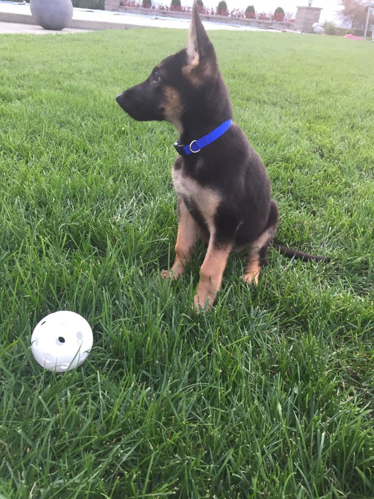 Mishka, a German Shepherd Dog tested with EmbarkVet.com