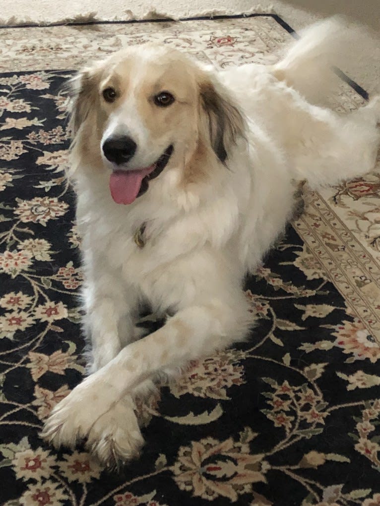 Stella Rosa, a Great Pyrenees and Anatolian Shepherd Dog mix tested with EmbarkVet.com