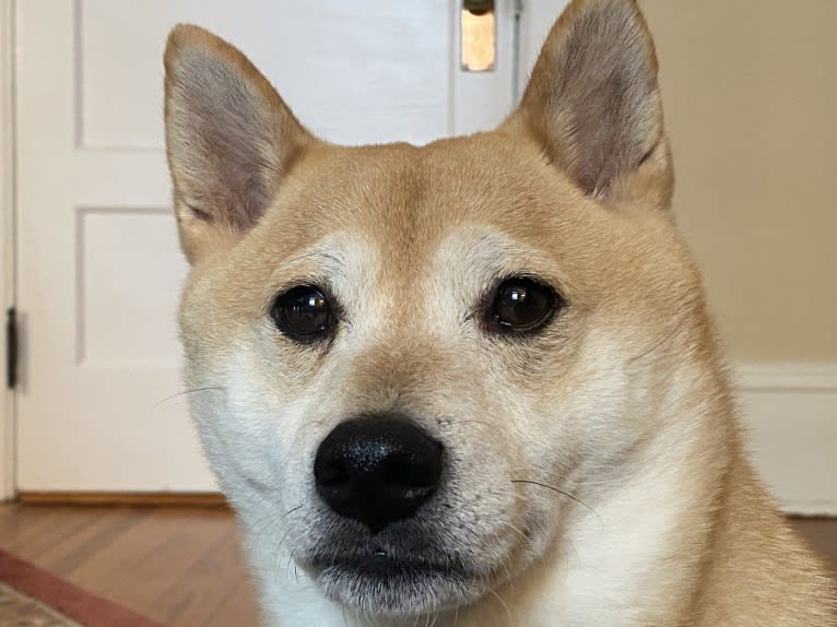 Cymba, a Shiba Inu tested with EmbarkVet.com