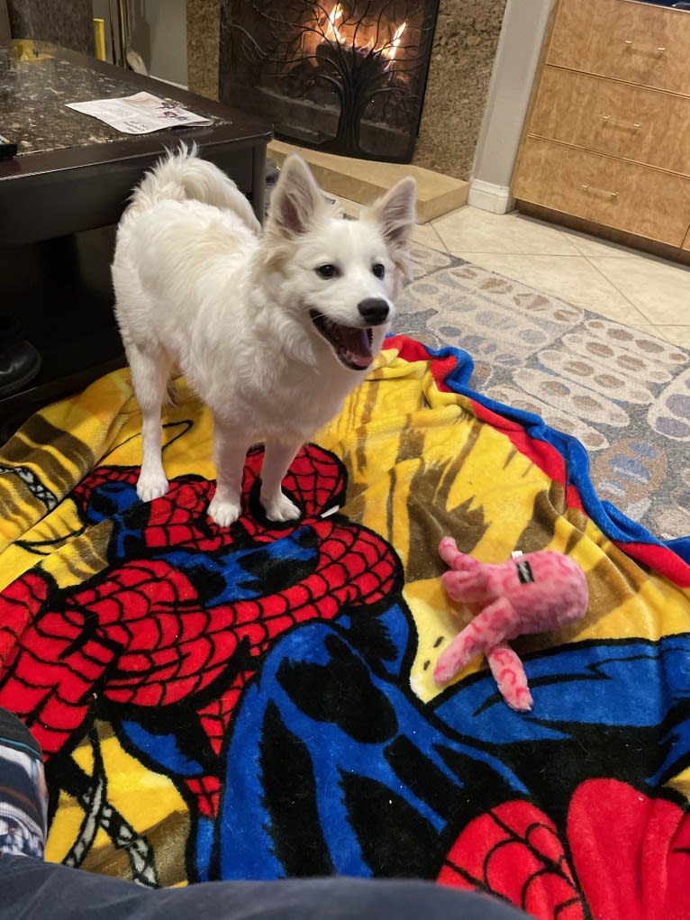 Bolt Sanford, an American Eskimo Dog tested with EmbarkVet.com