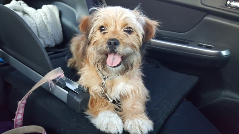 Benji, a Lhasa Apso and Chihuahua mix tested with EmbarkVet.com