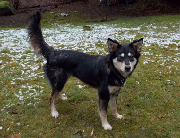 Juno, an Australian Cattle Dog and Labrador Retriever mix tested with EmbarkVet.com