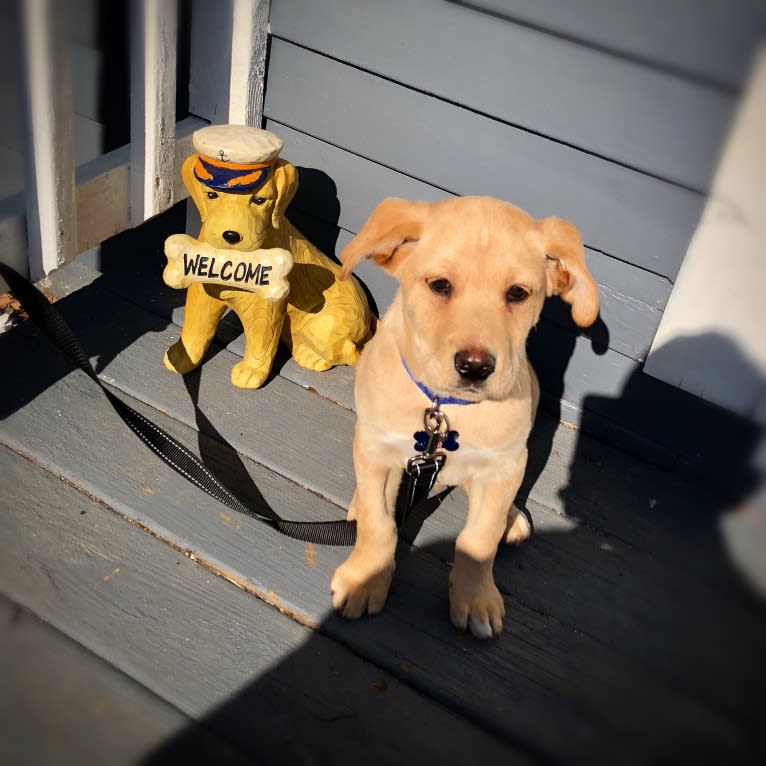 Brock, a Labrador Retriever and Rottweiler mix tested with EmbarkVet.com