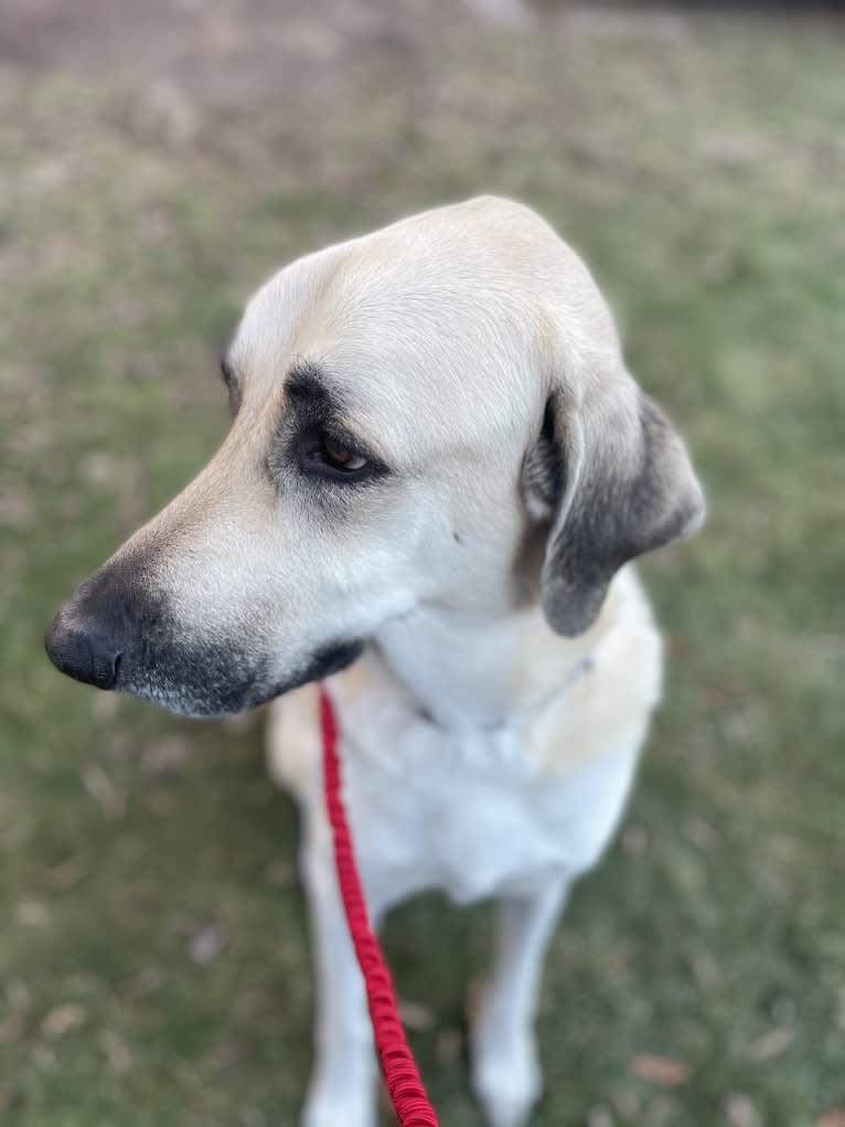 Willie, an Anatolian Shepherd Dog and Great Pyrenees mix tested with EmbarkVet.com