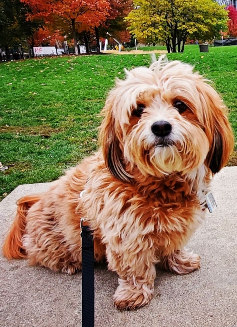 Brody, a Poodle (Small) and Pekingese mix tested with EmbarkVet.com