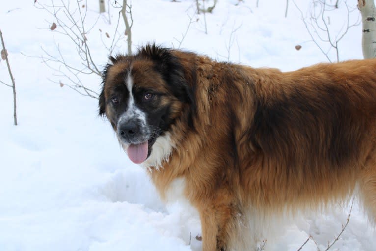 Lady, a Saint Bernard and Sarplaninac mix tested with EmbarkVet.com