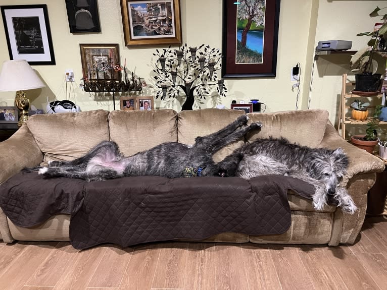 Tipper, an Irish Wolfhound tested with EmbarkVet.com