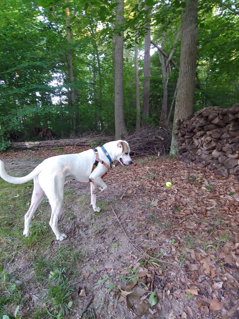 Patch, an American Pit Bull Terrier and Boxer mix tested with EmbarkVet.com