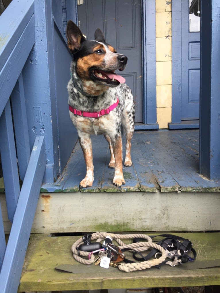 April, an Australian Cattle Dog and Border Collie mix tested with EmbarkVet.com