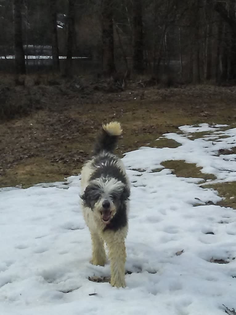 ENZO, a Poodle (Standard) tested with EmbarkVet.com