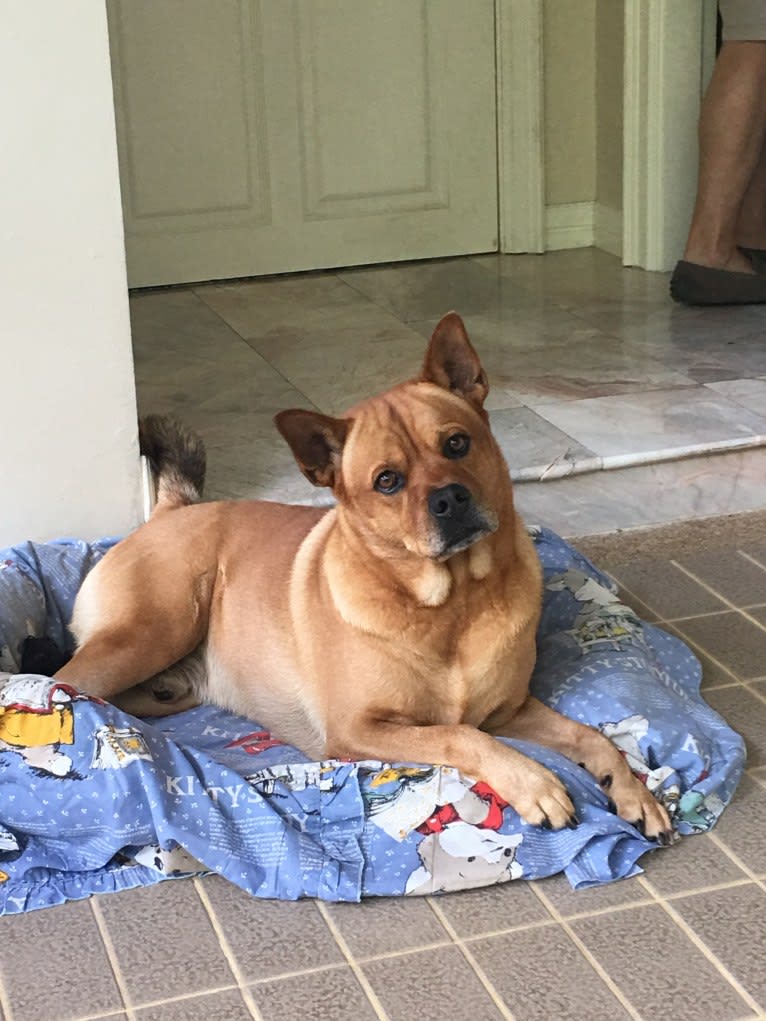 Khaotoo, a Chow Chow and Rottweiler mix tested with EmbarkVet.com